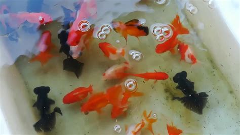 金磚魚好養嗎|金魚飼養新手入門：8個金魚飼養技巧大公開（新手必。